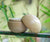 Original Range Solid Perfume